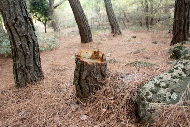 How Our Tree Care Process Works  in  Timberwood Park, TX