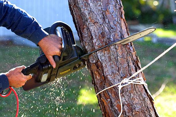 Trusted Timberwood Park, TX Tree Care Experts