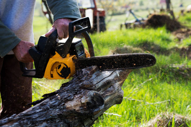 Tree and Shrub Care in Timberwood Park, TX