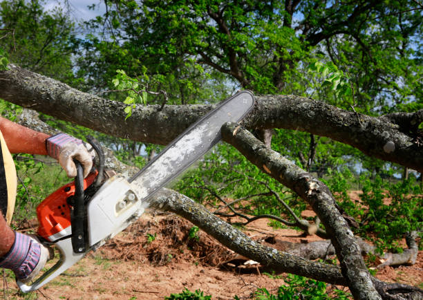  Timberwood Park, TX Tree Care Pros